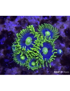 Zoanthus Blue Daisy