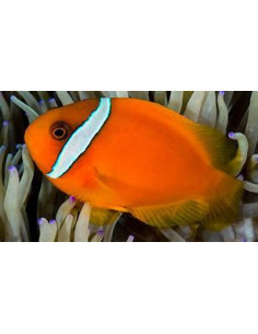 AMPHIPRION FRENATUS