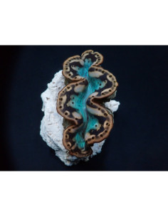 TRIDACNA MAXIMA yellow-gold (5/7cm)