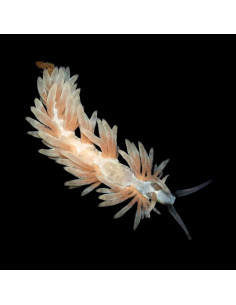Berghia stephanieae mangeuse d'Aiptasia