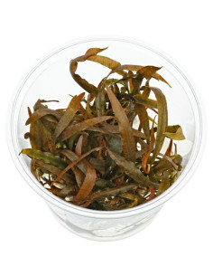 Cryptocoryne spiralis tiger