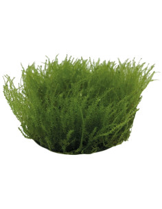 LEPTODICTYUM RIPARUM
