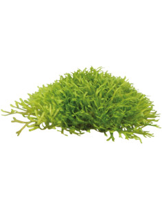 Riccia fluitans