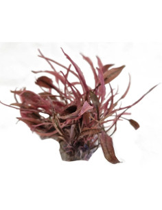 CRYPTOCORYNE FLAMINGO