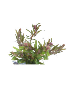 ROTALA H' RA