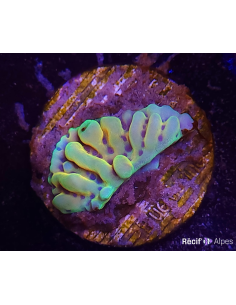 MONTIPORA DANAE ULTRA