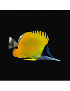 FORCIPIGER FLAVISSIMUS