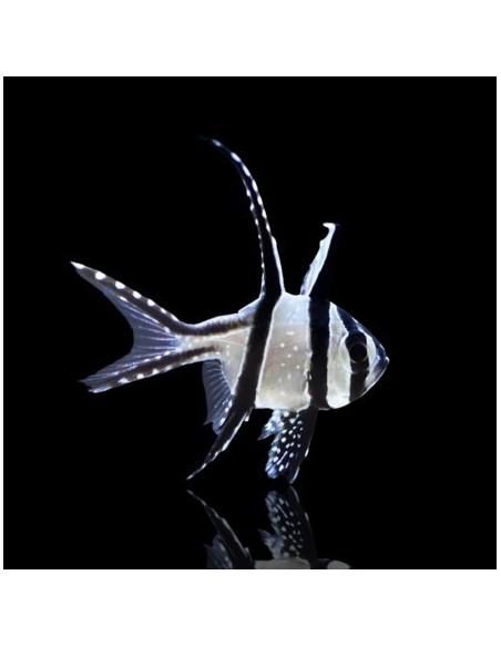 PTERAPOGON KAUDERNI