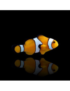 AMPHIPRION OCELLARIS