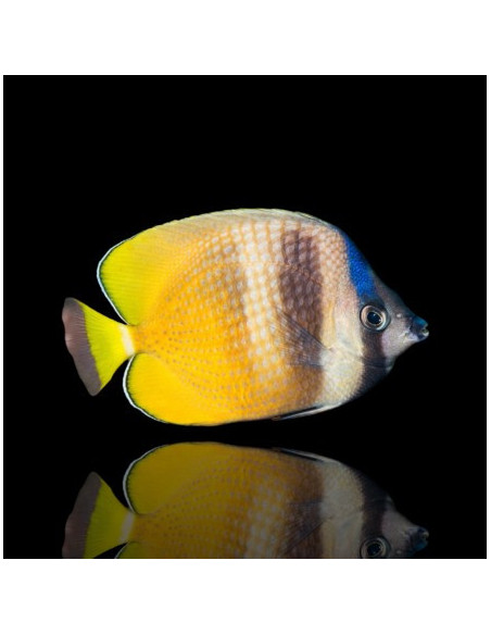 CHAETODON KLEINI