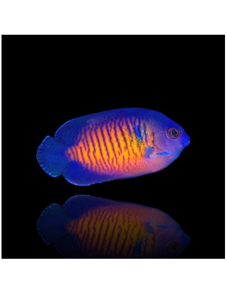 CENTROPYGE BISPINOSA