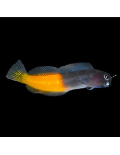 ECSENIUS BICOLOR