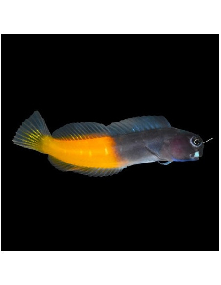 ECSENIUS BICOLOR