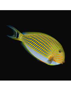 ACANTHURUS LINEATUS M