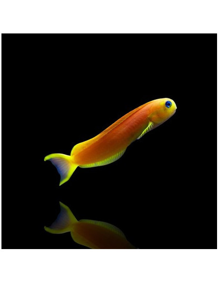 ECSENIUS MIDAS M