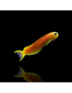 ECSENIUS MIDAS L
