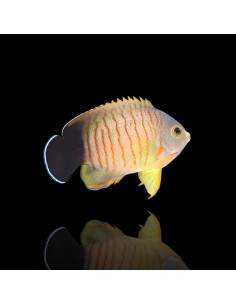 CENTROPYGE EIBLI