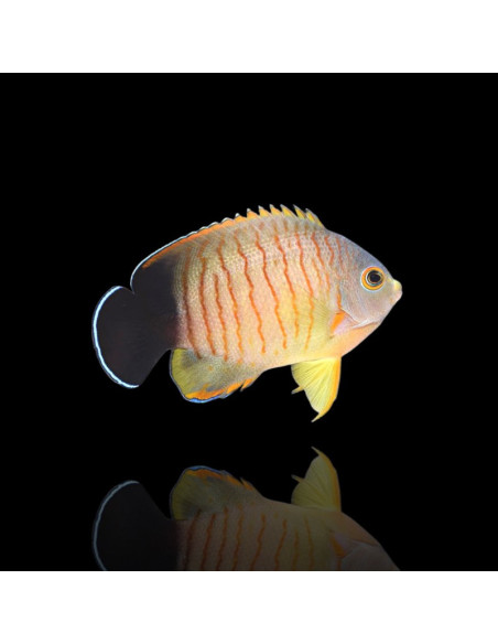 CENTROPYGE EIBLI