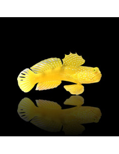 CRYPTOCENTRUS CINCTUS