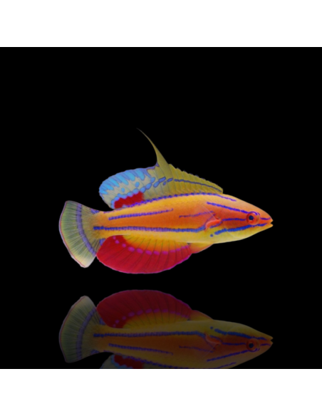 PARACHEILINUS MCCOSKERI