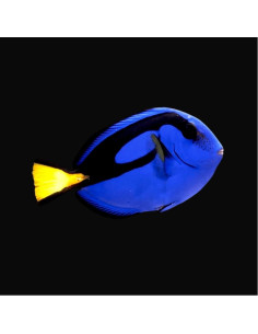 PARACANTHURUS HEPATUS