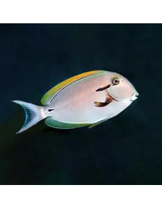 ACANTHURUS NIGRICAUDA
