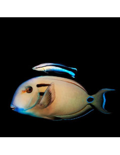 ACANTHURUS TENNENTI