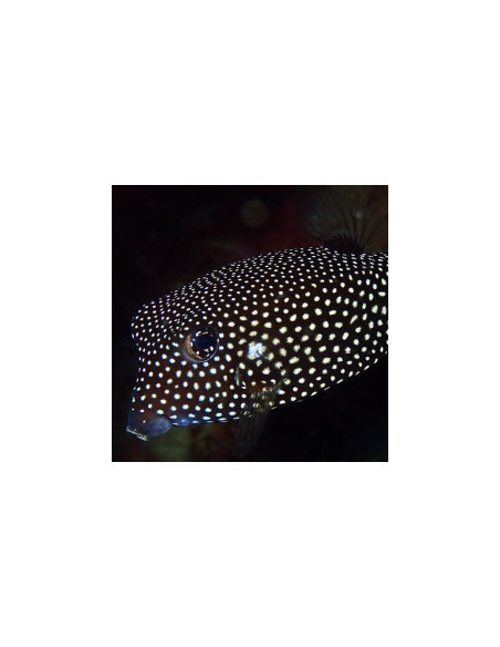 OSTRACION MELEAGRIS FEMELLE