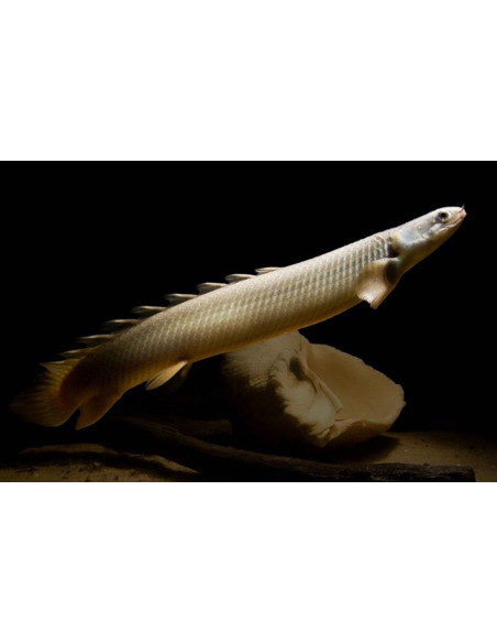 POLYPTERUS SENEGALUS