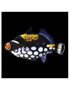 BALISTOIDES CONSPICILLUM
