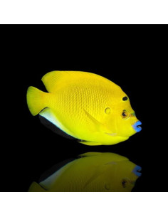 APOLEMICHTHYS TRIMACULATUS