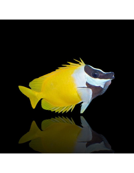 SIGANUS VULPINUS
