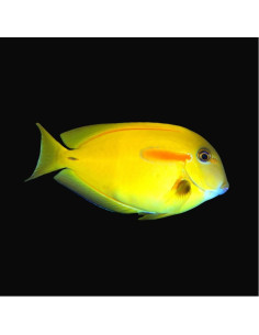 ACANTHURUS OLIVACEUS M