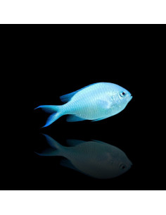 CHROMIS VIRIDIS