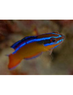 PSEUDOCHROMIS ALDABRAENSIS