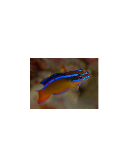 PSEUDOCHROMIS ALDABRAENSIS