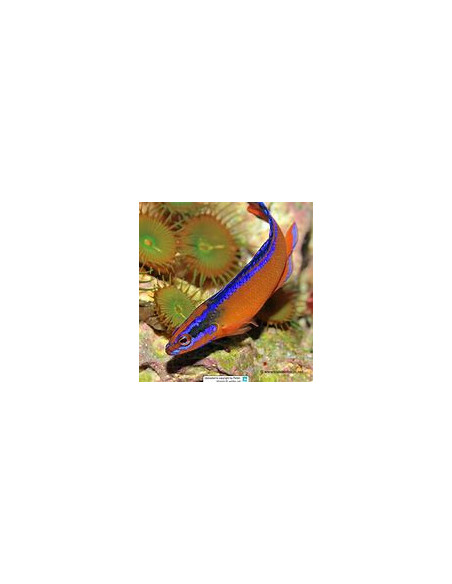 PSEUDOCHROMIS ALDABRAENSIS