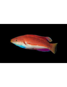 CIRRHILABRUS CYANOGULARIS