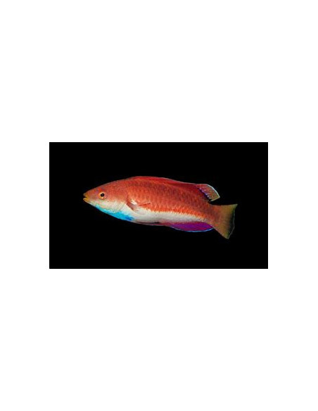 CIRRHILABRUS CYANOGULARIS