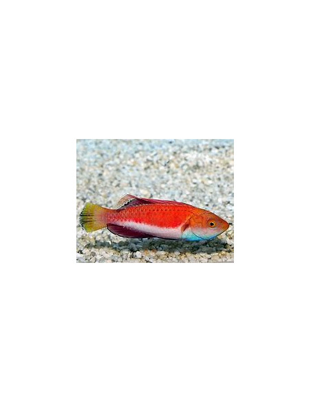 CIRRHILABRUS CYANOGULARIS