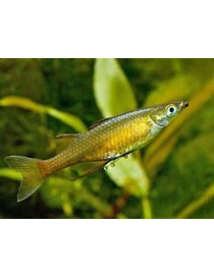IRIATHERINA WERNERI