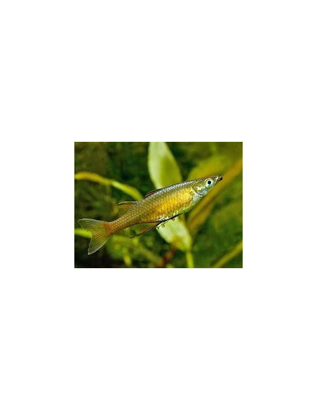 IRIATHERINA WERNERI