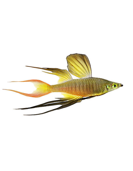 IRIATHERINA WERNERI