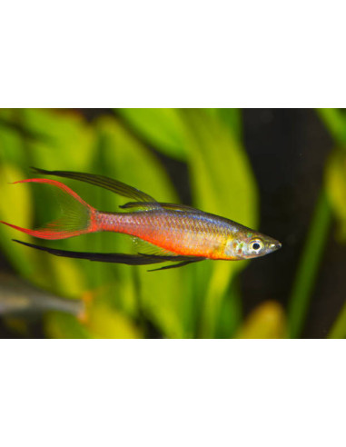 IRIATHERINA WERNERI