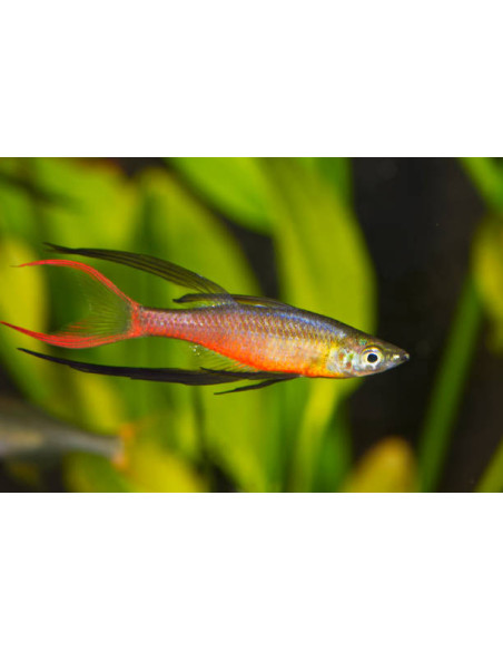IRIATHERINA WERNERI