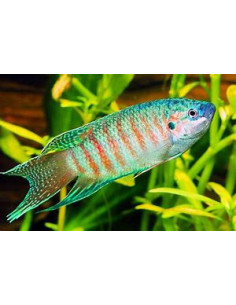 MACROPODUS OPERCULARIS BLUE