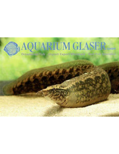 MASTACEMBELUS MACULATUS