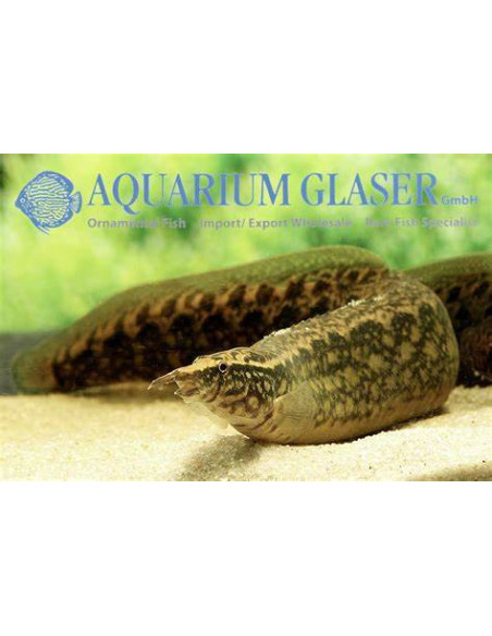 MASTACEMBELUS MACULATUS
