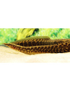 MASTACEMBELUS MACULATUS