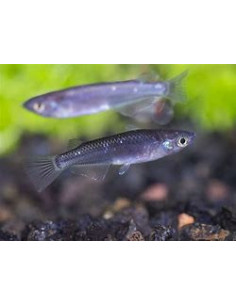 ORYZIAS LATIPES BLACK